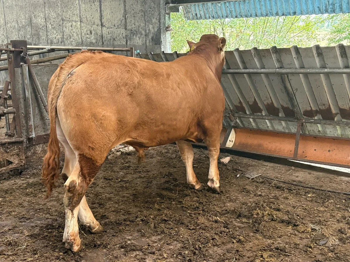 Purebred limousin bull - Image 4