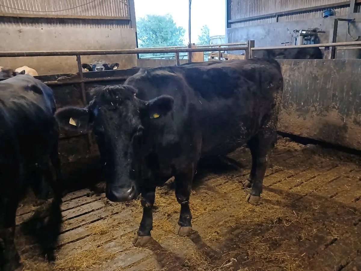WAGYU Cattle for sale - Image 1