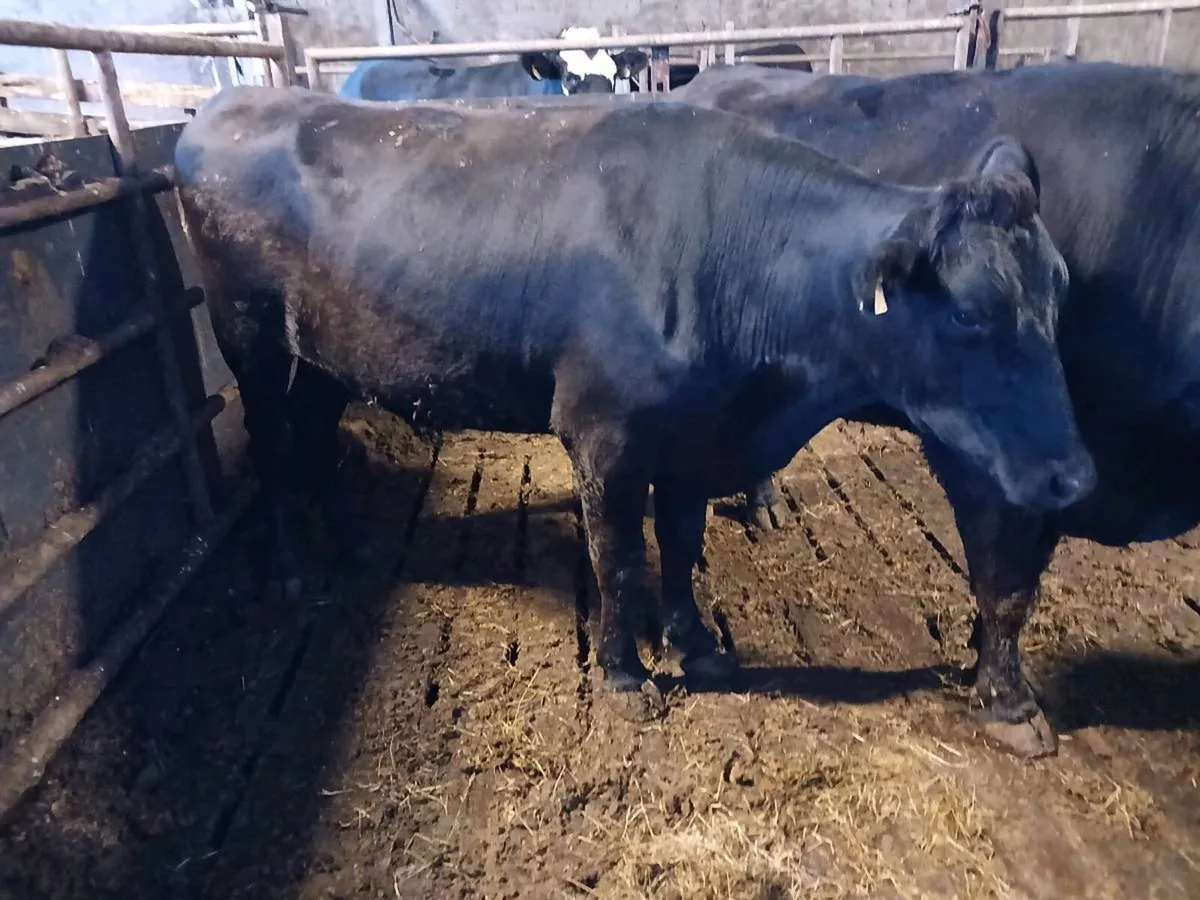 WAGYU Cattle for sale - Image 2