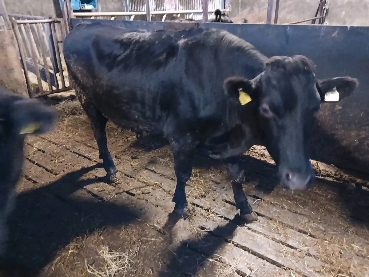 WAGYU Cattle for sale - Image 3
