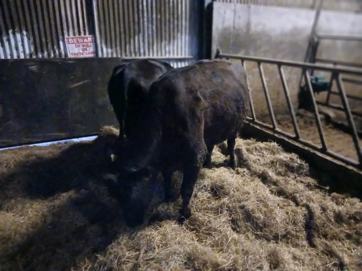 WAGYU Cattle for sale - Image 4