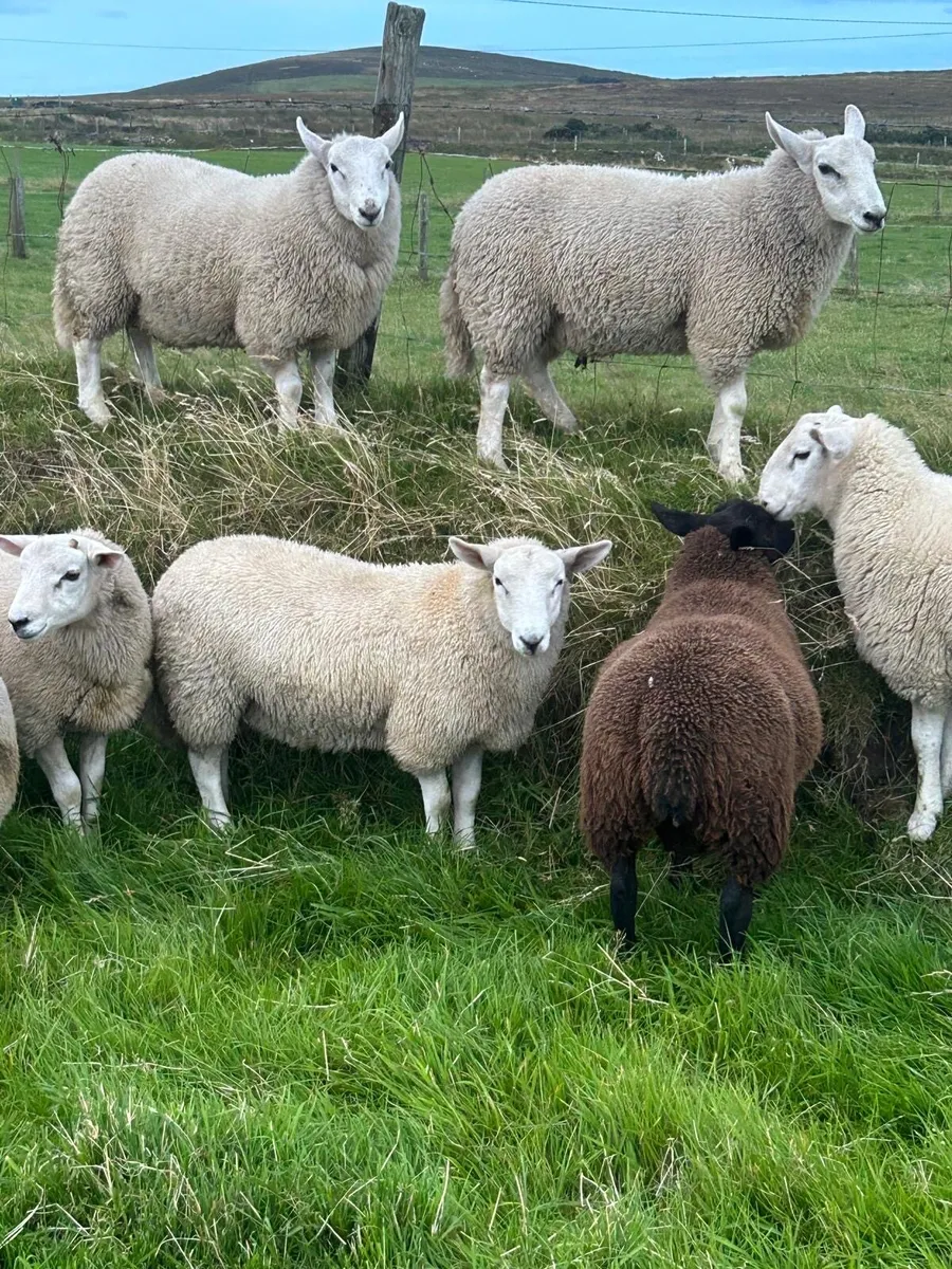 Texel and Cheviot lambs for sale - Image 1