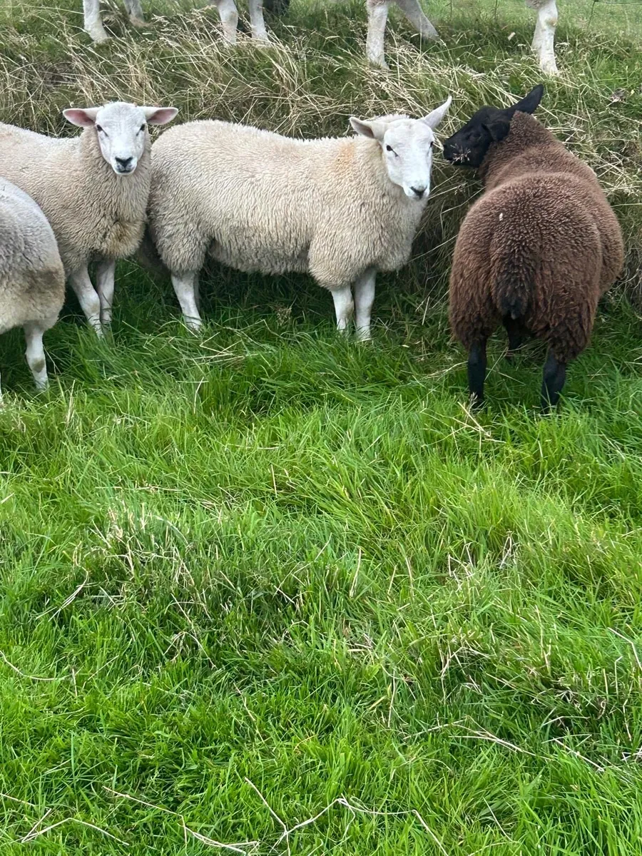 Texel and Cheviot lambs for sale - Image 2
