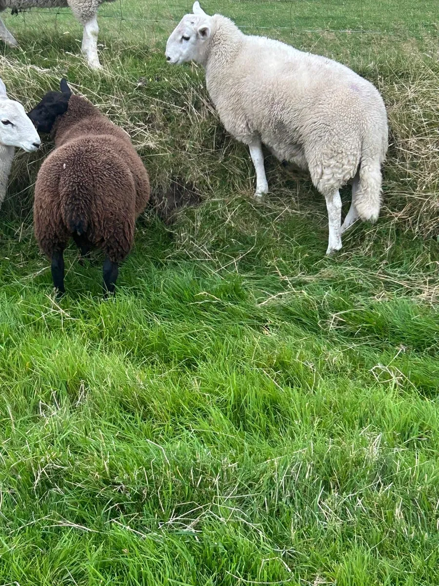 Texel and Cheviot lambs for sale - Image 3