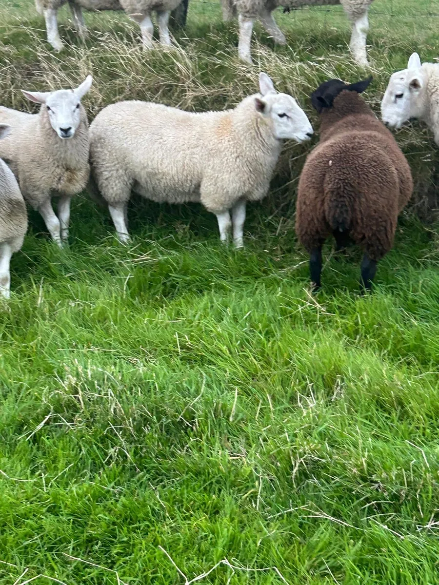 Texel and Cheviot lambs for sale - Image 4