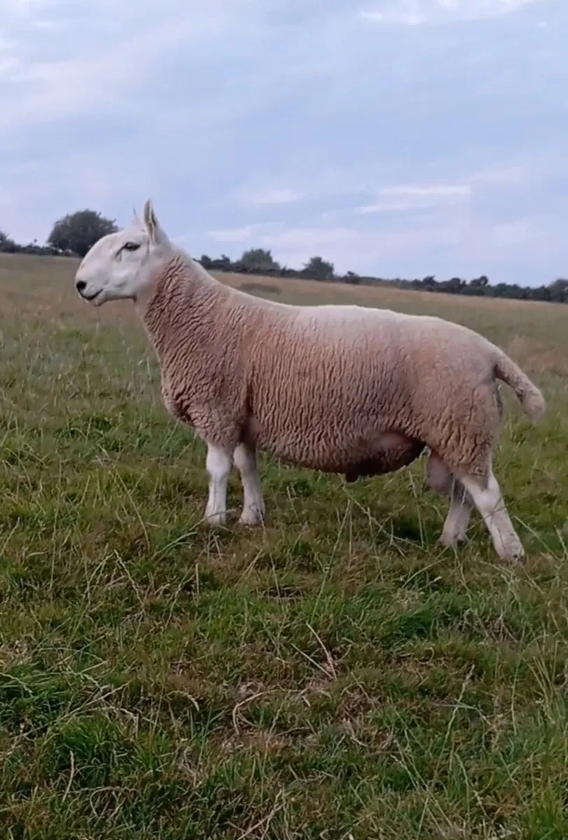 North Country Cheviot rams - Image 1