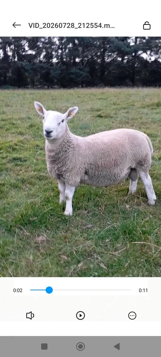 North Country Cheviot rams - Image 3