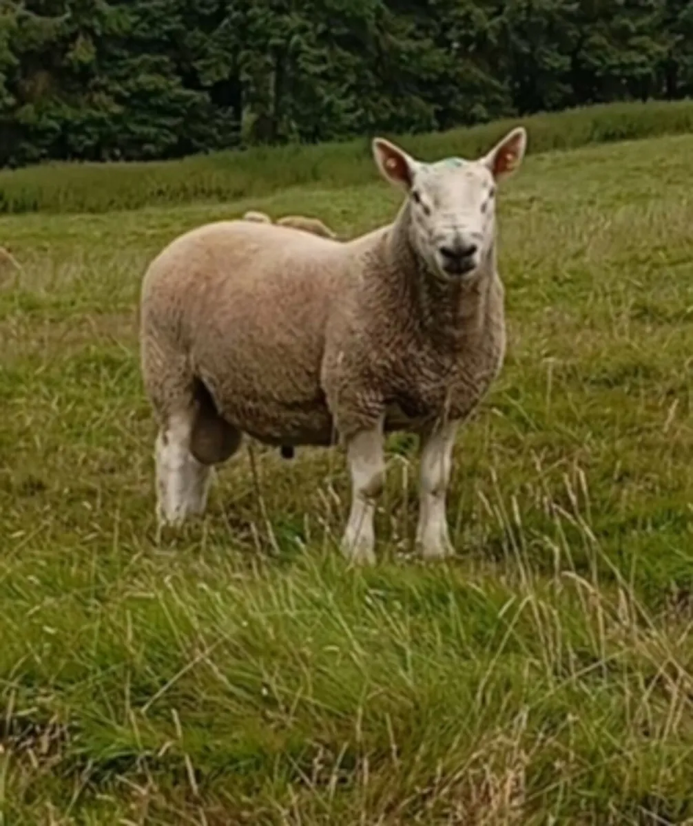 North Country Cheviot rams - Image 2