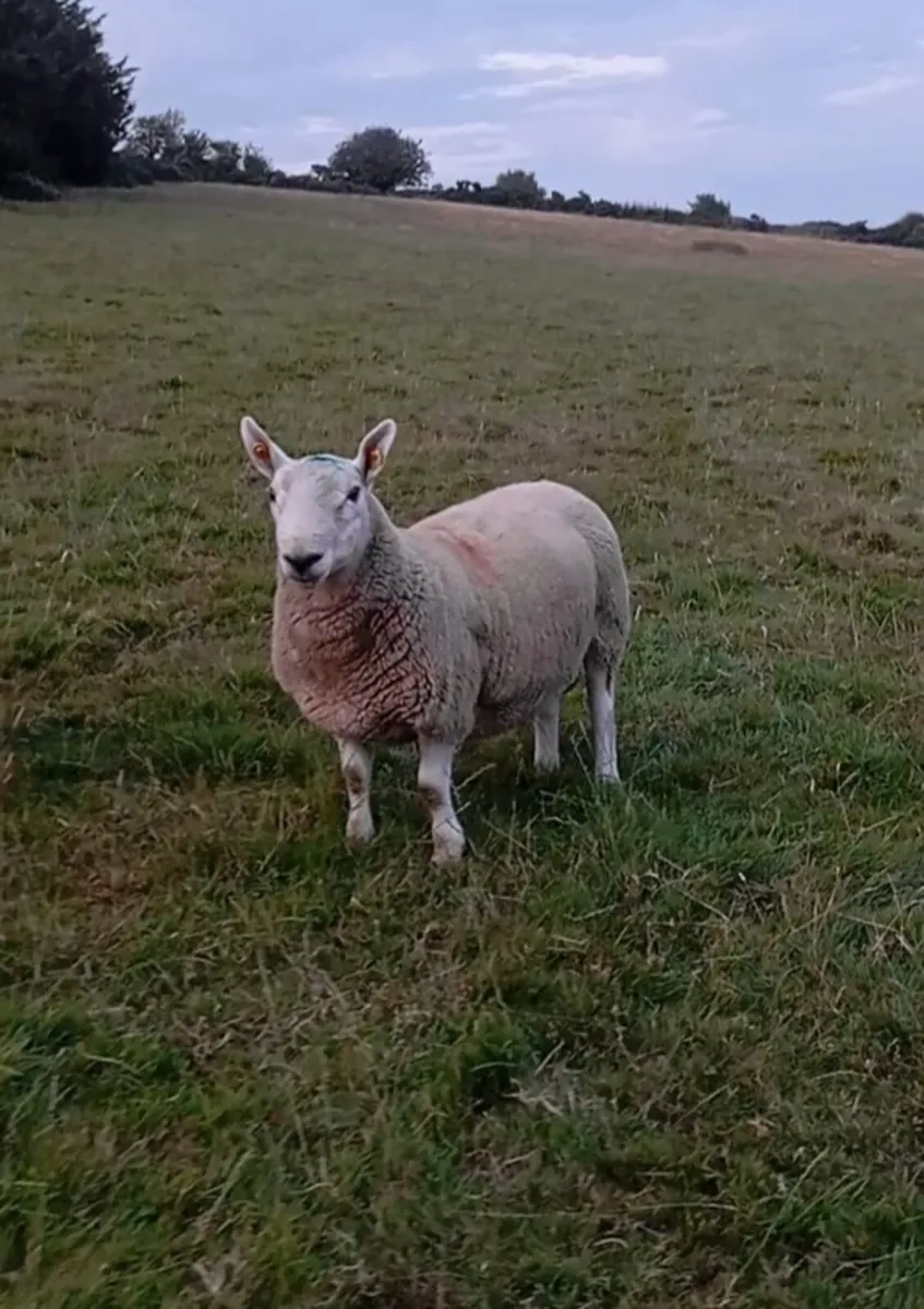 North Country Cheviot rams - Image 4