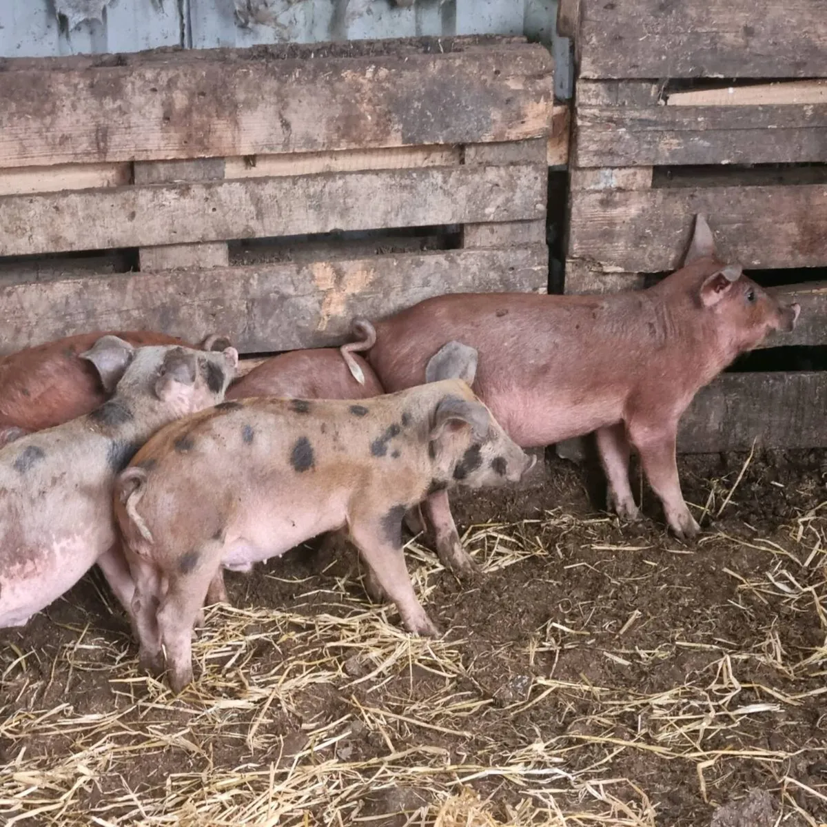 Weaned pigs for sale - Image 3