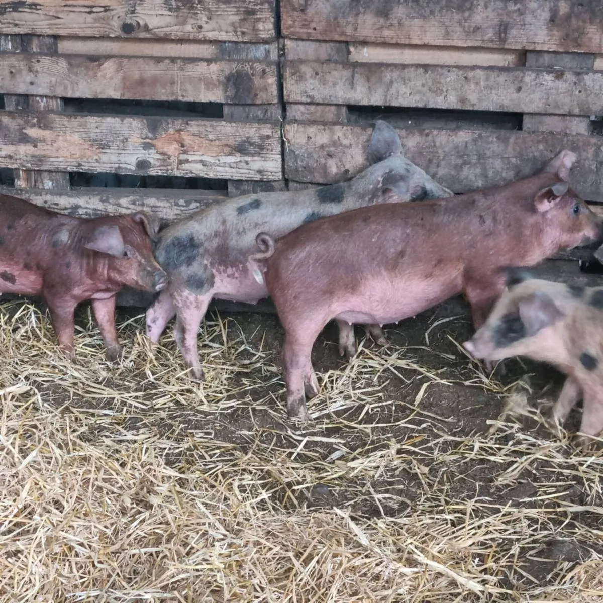 Weaned pigs for sale - Image 4