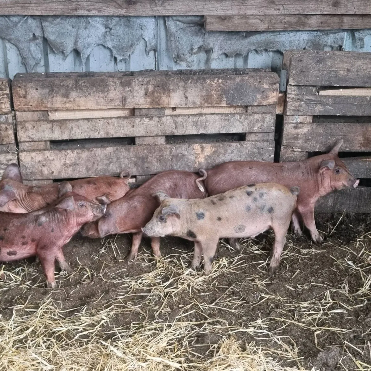 Weaned pigs for sale - Image 2