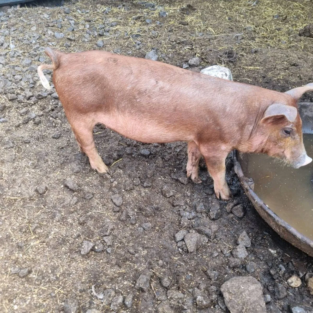Weaned pigs for sale - Image 1