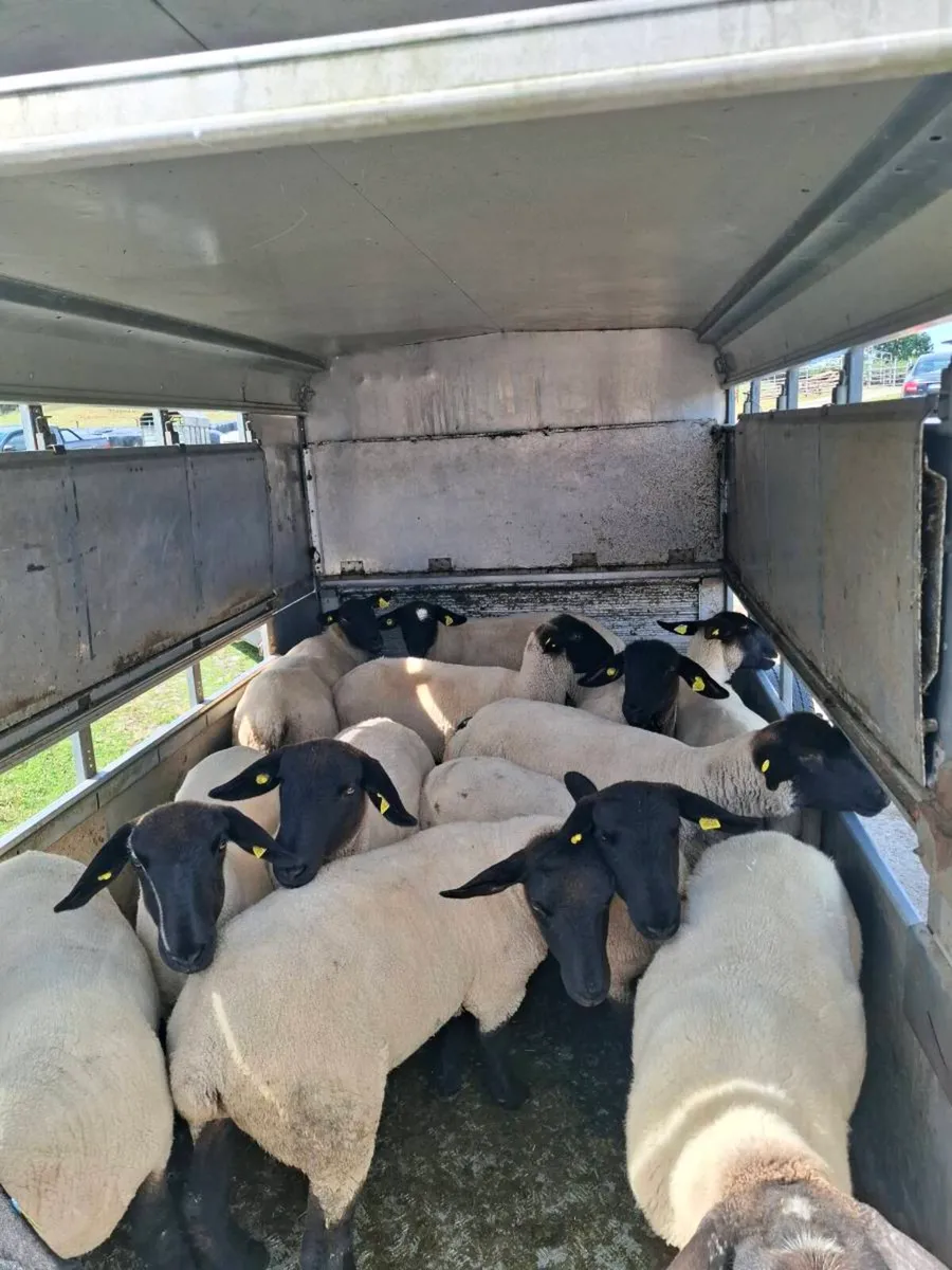 100 hoggets - Image 1