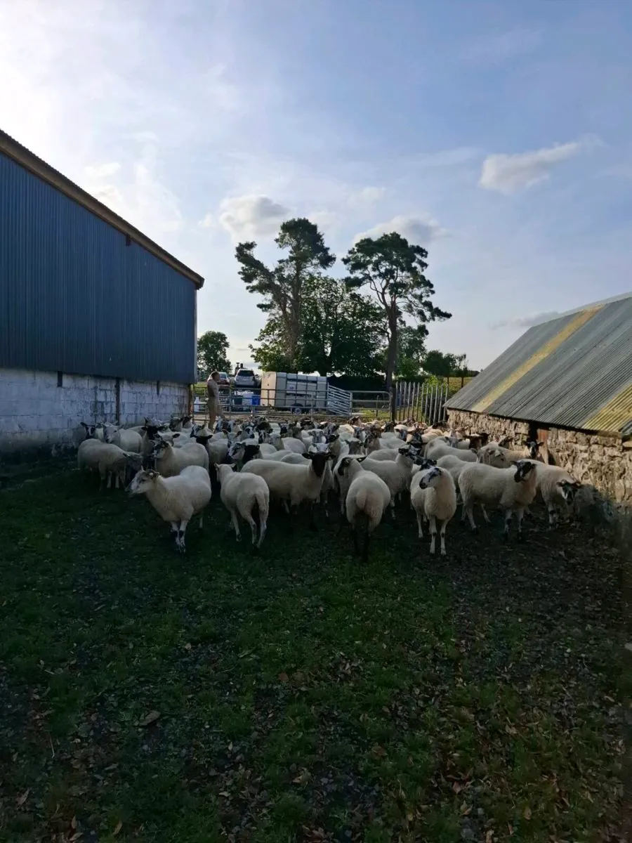 100 hoggets - Image 2