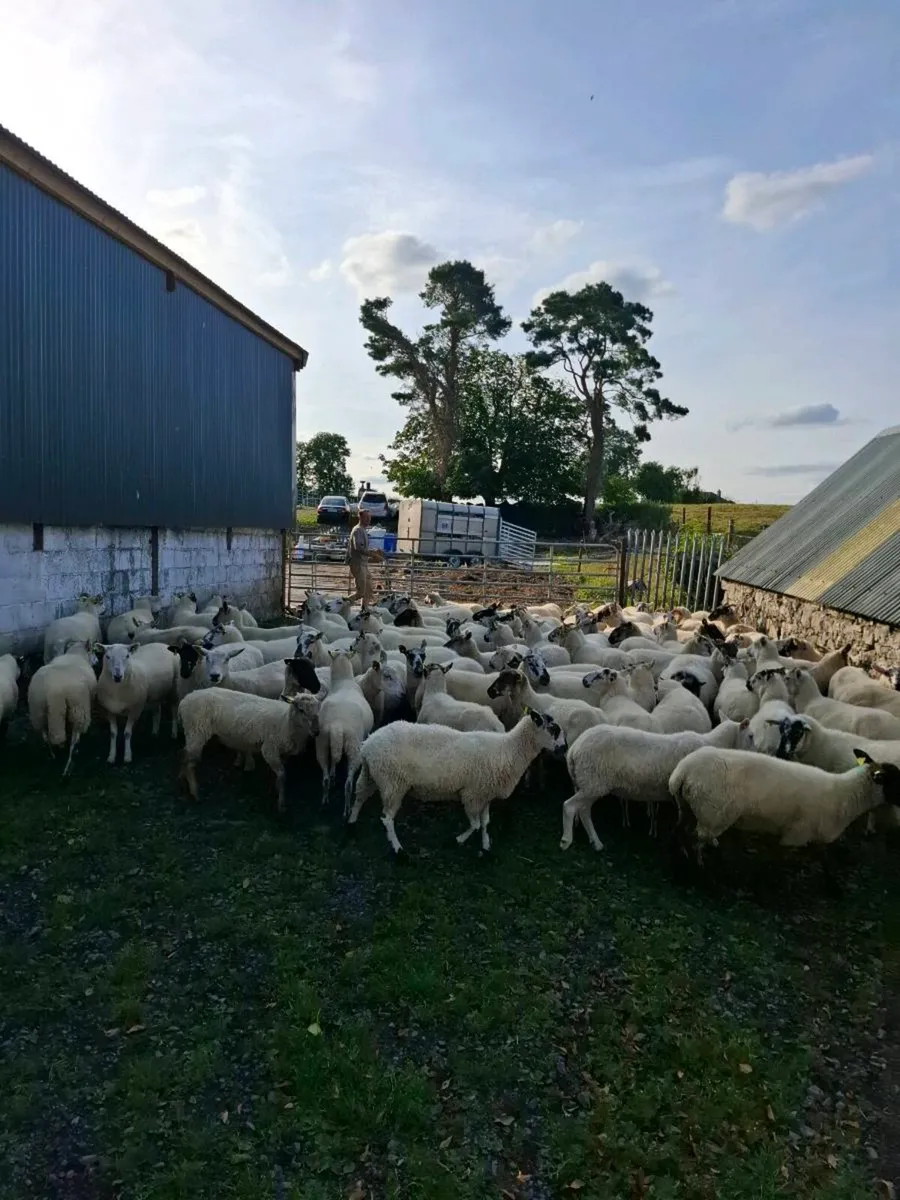 100 hoggets - Image 3