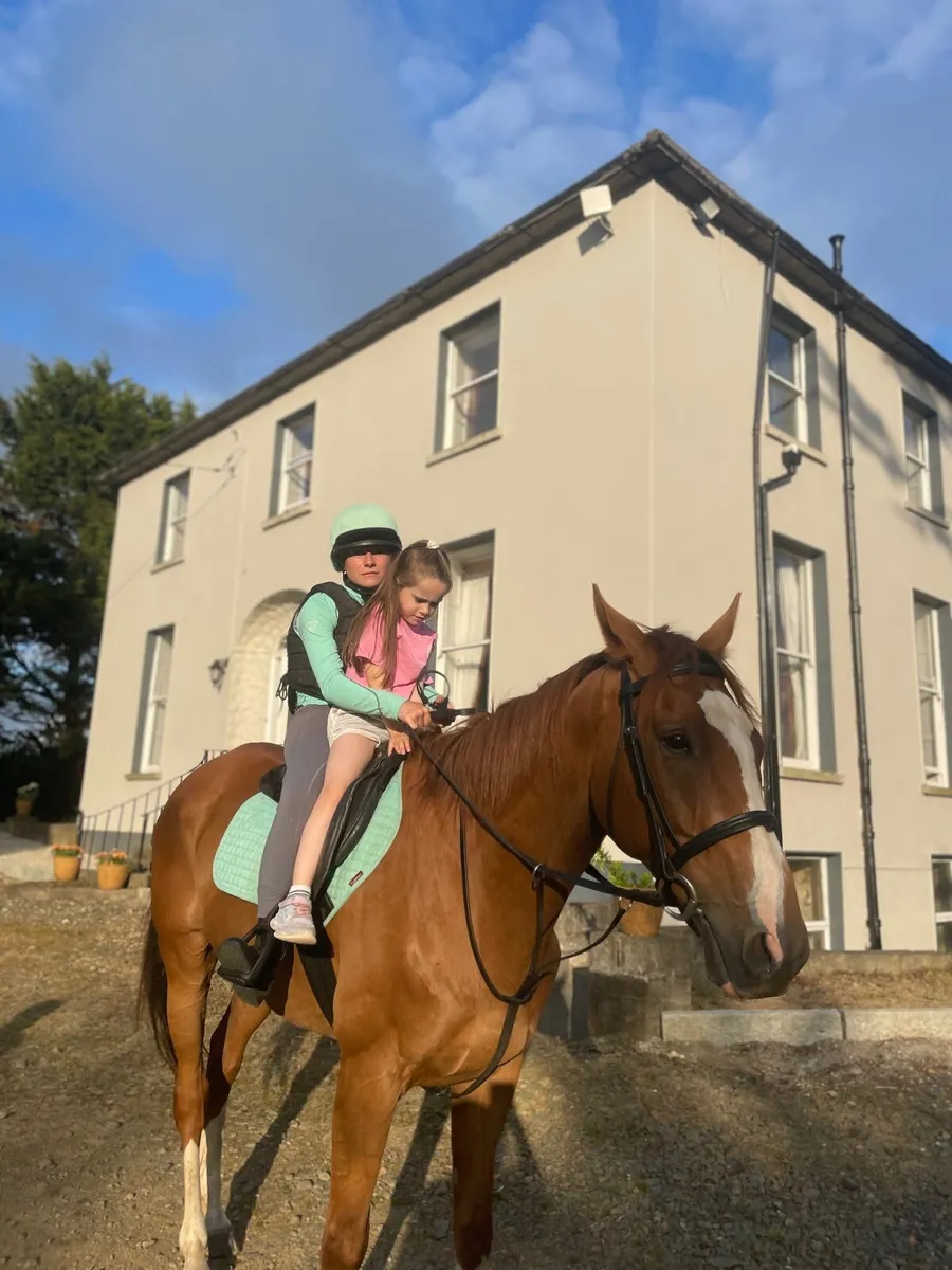 Gorgeous chestnut gelding - Image 3