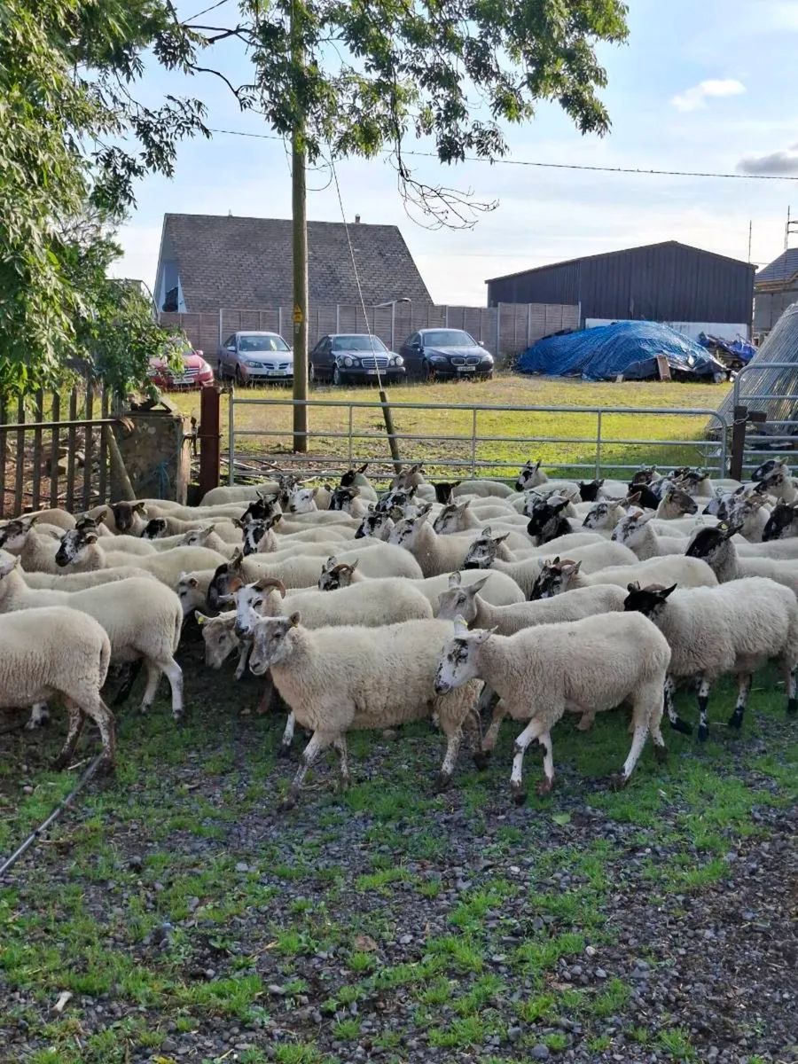 100 hoggets - Image 4
