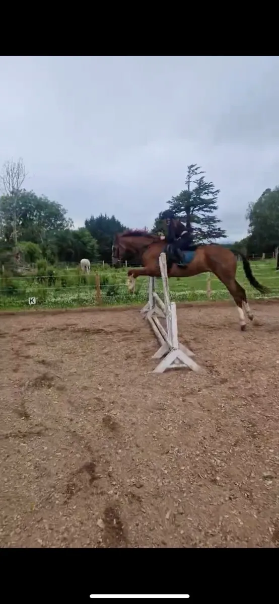 Gorgeous chestnut gelding - Image 4