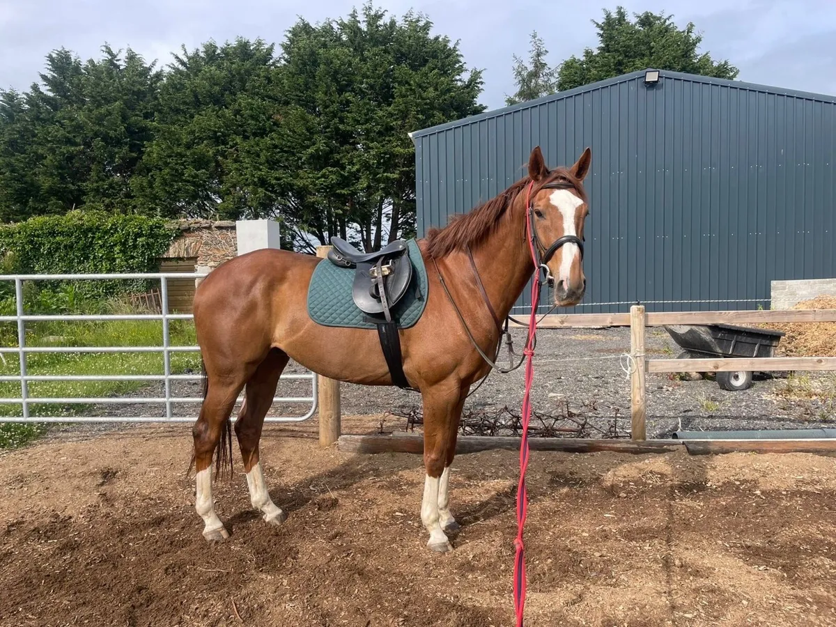 Gorgeous chestnut gelding - Image 2