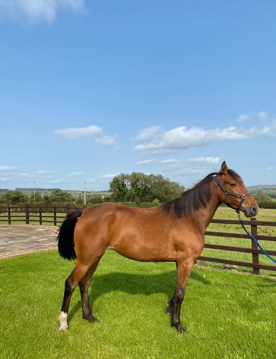 Horse - Image 4