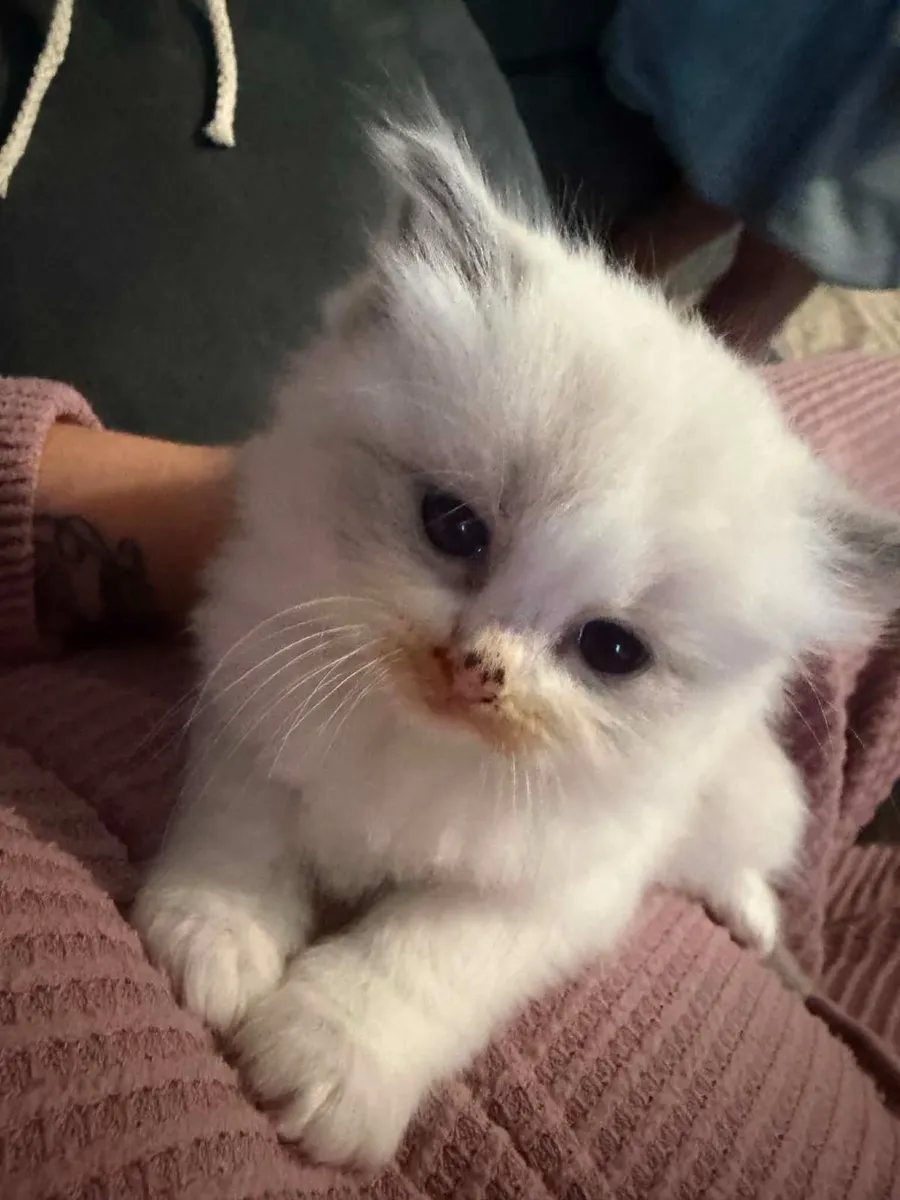 Ragdoll kittens - Image 2