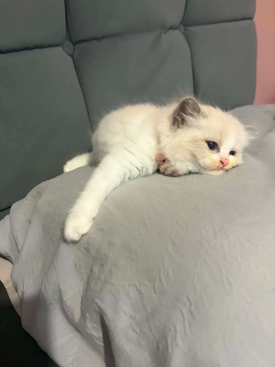 Ragdoll kittens - Image 1