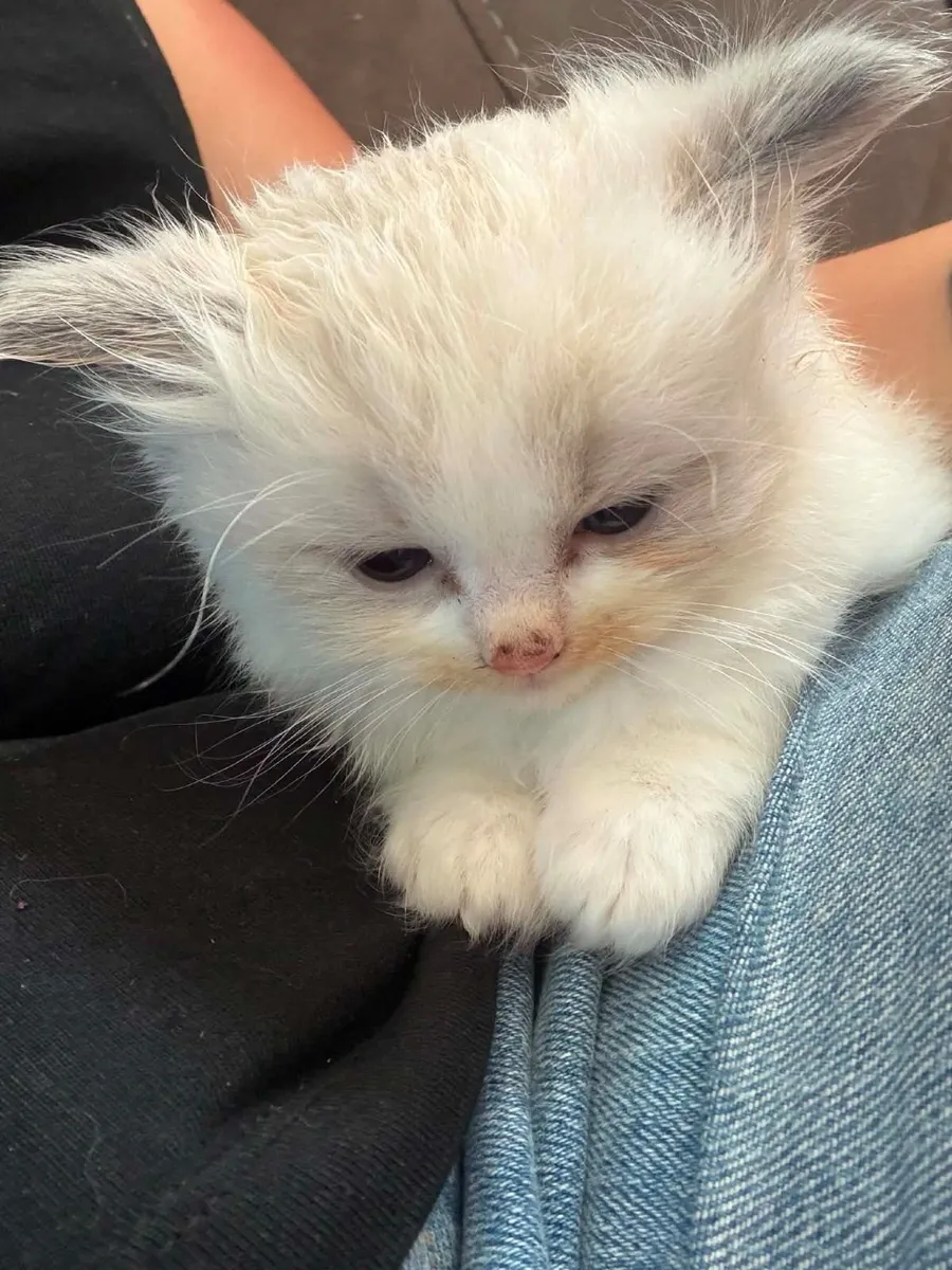 Ragdoll kittens - Image 3