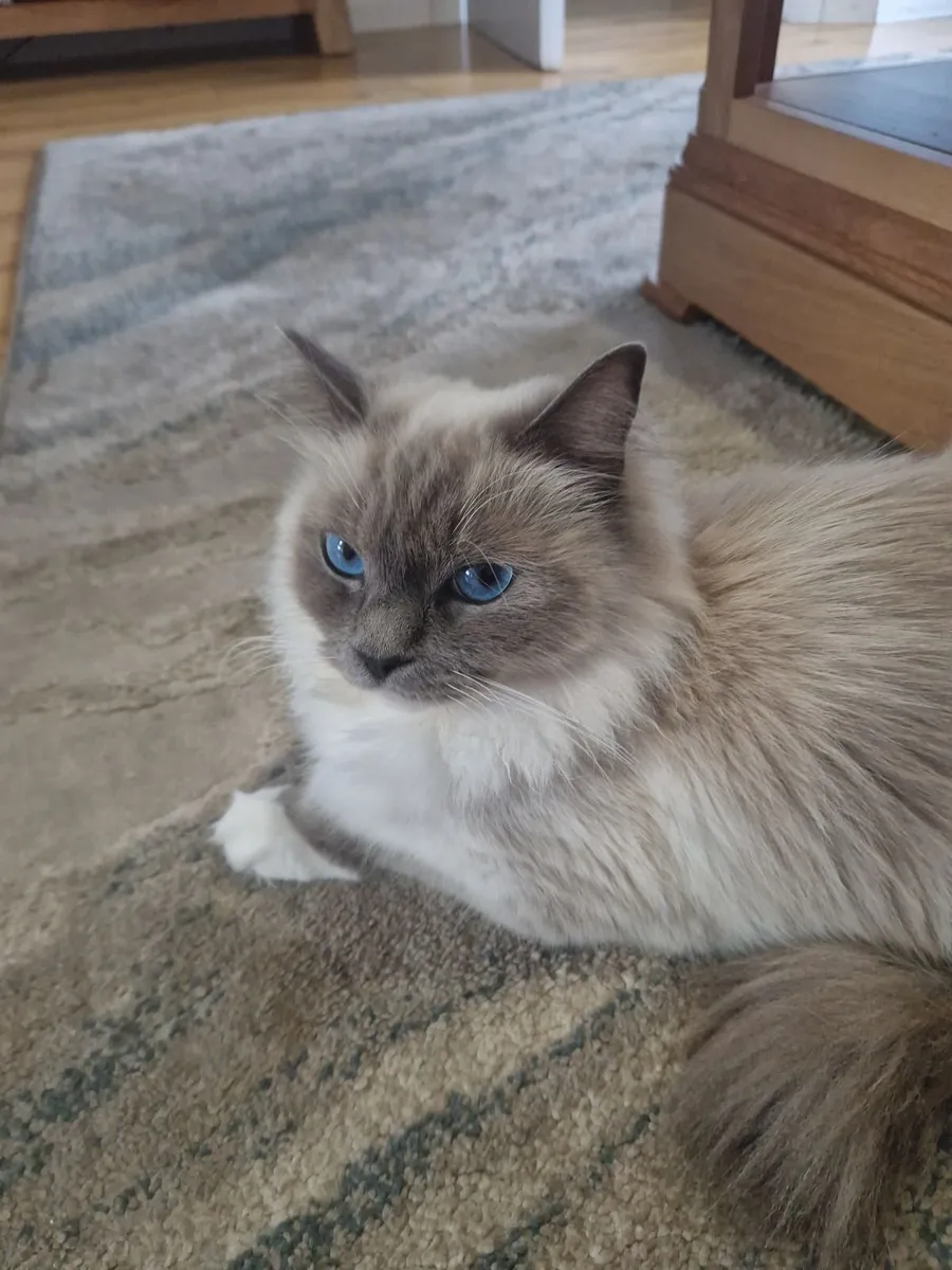 Ragdoll kittens - Image 4