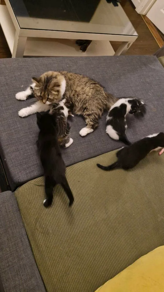 Kittens for Sale - Image 3