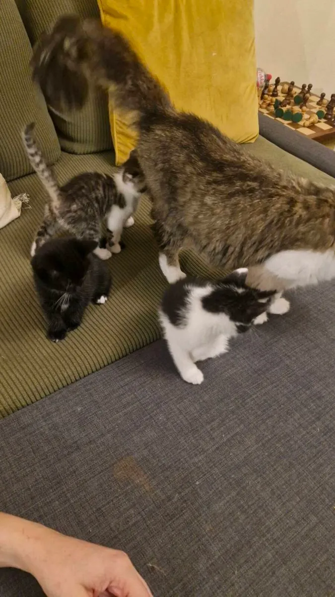 Kittens for Sale - Image 4