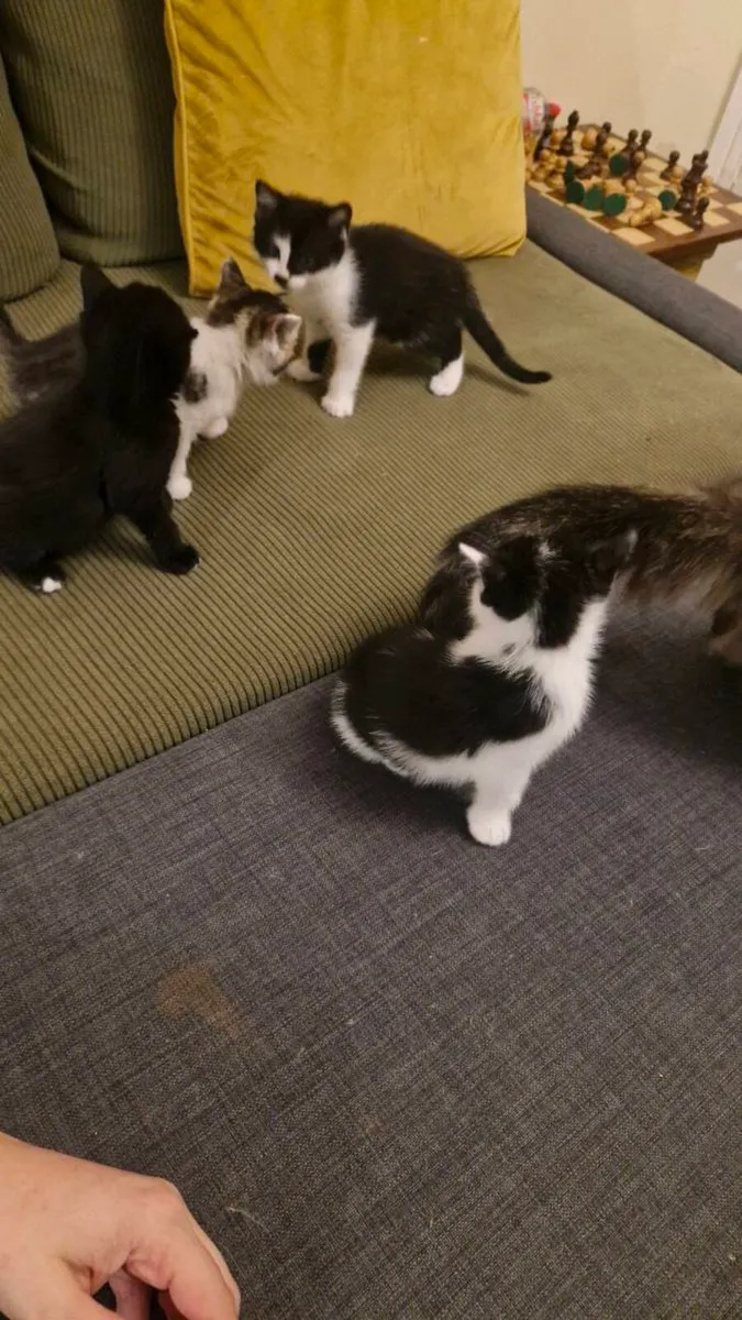 Kittens for Sale - Image 2