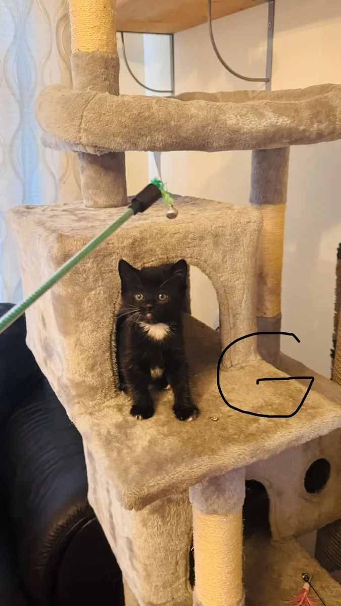 Kittens for Sale - Image 1