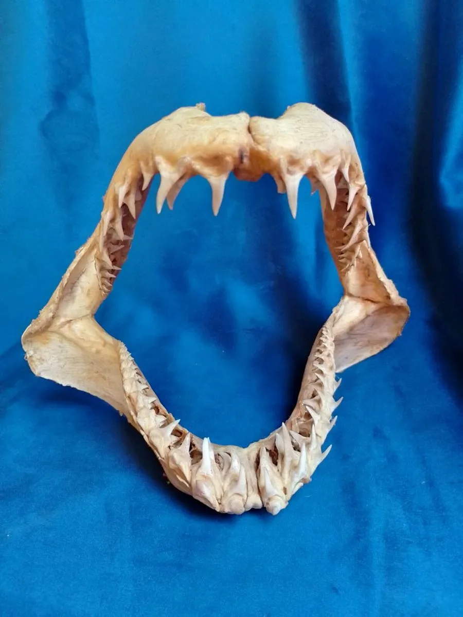 Can post Mako Shark jaw taxidermy - Image 2