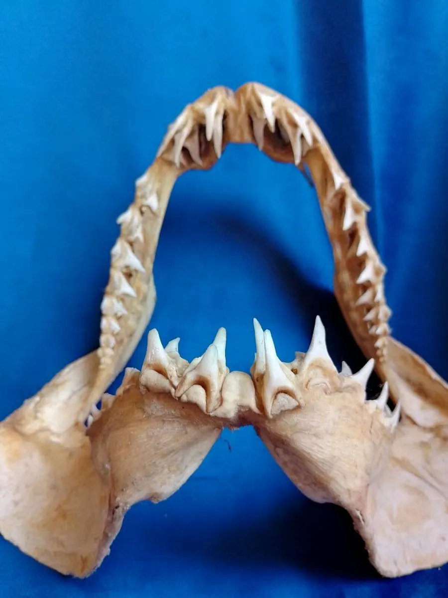 Can post Mako Shark jaw taxidermy - Image 3