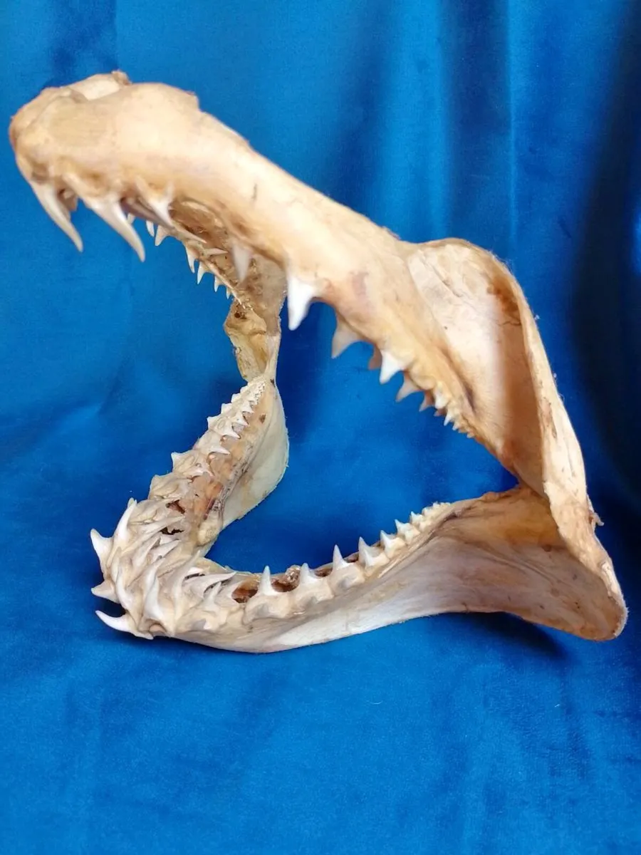 Can post Mako Shark jaw taxidermy - Image 1