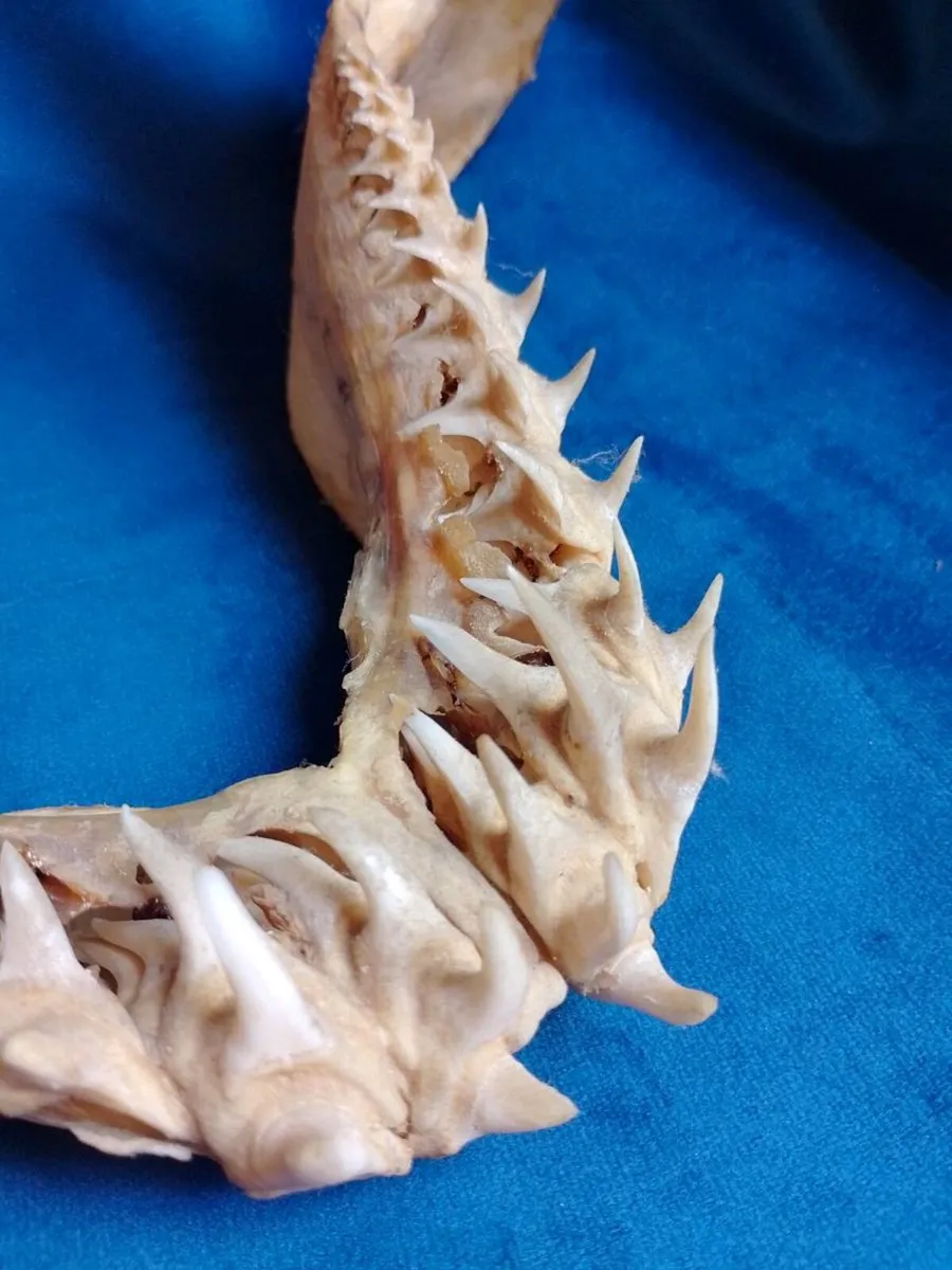 Can post Mako Shark jaw taxidermy - Image 4