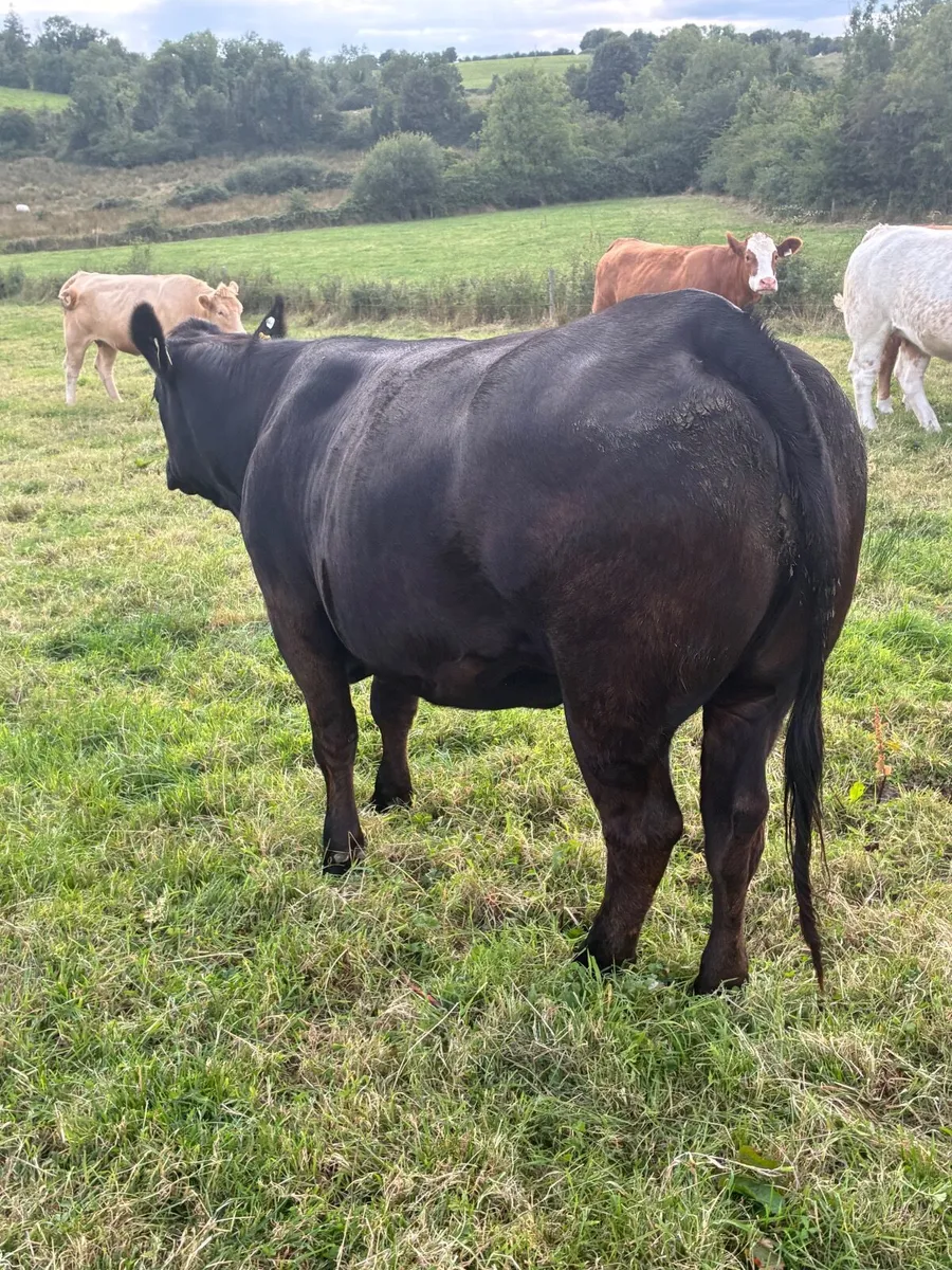 Incalf heifers - Image 2