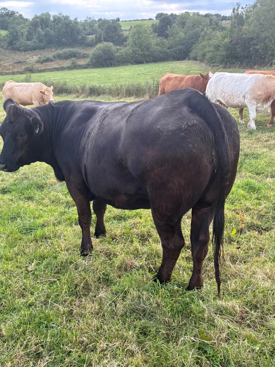 Incalf heifers - Image 3