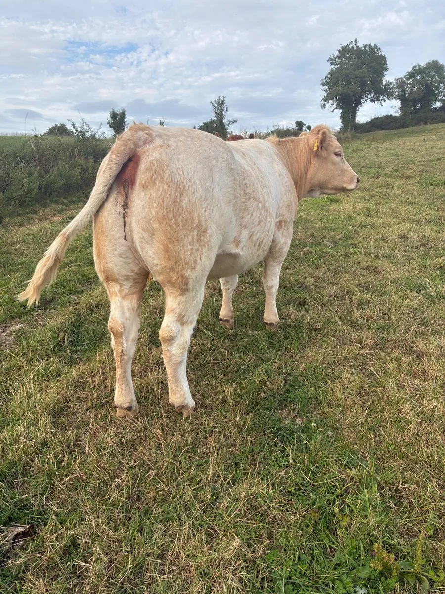 Incalf heifers - Image 1