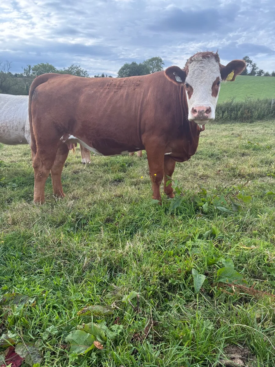 Incalf heifers - Image 4