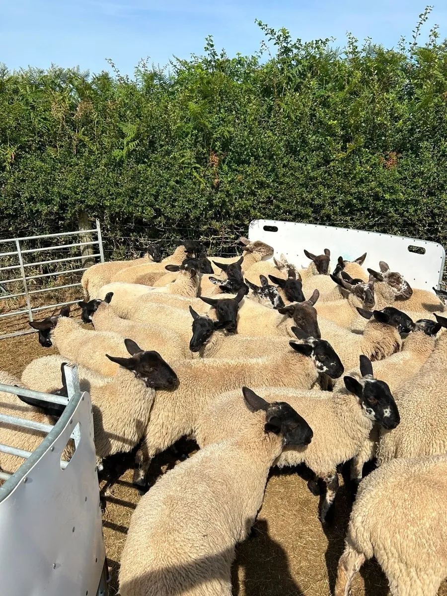 Mule and mule x suff ewelambs - Image 2