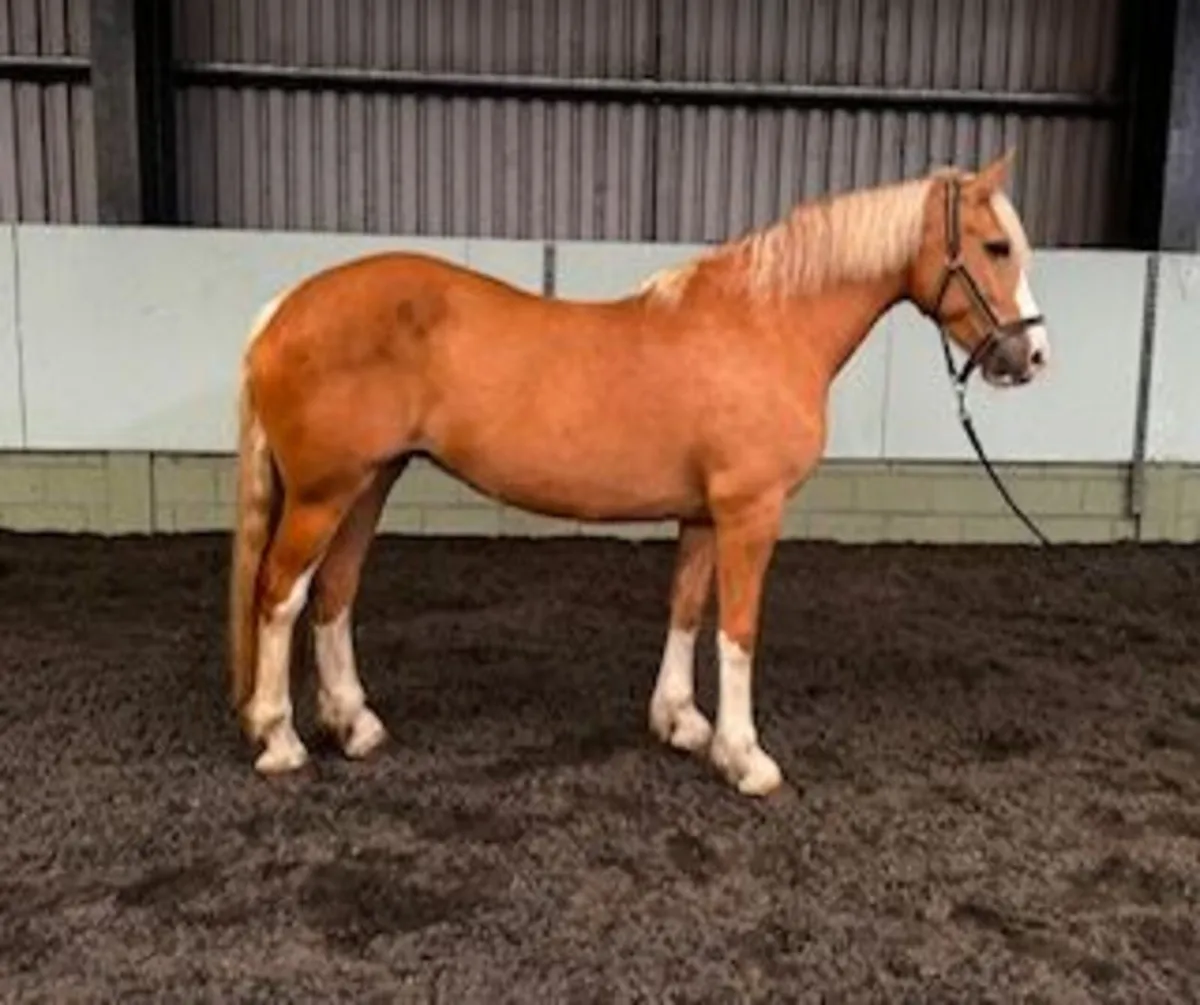 Stunning Palomino Mare - Image 2