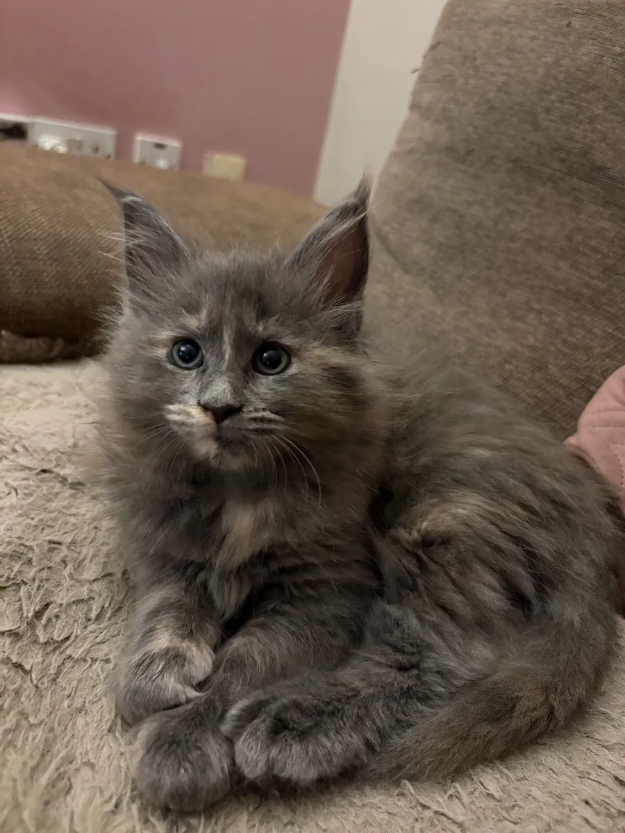 Maine Coon Kittens 1 male & 1 female left - Image 1