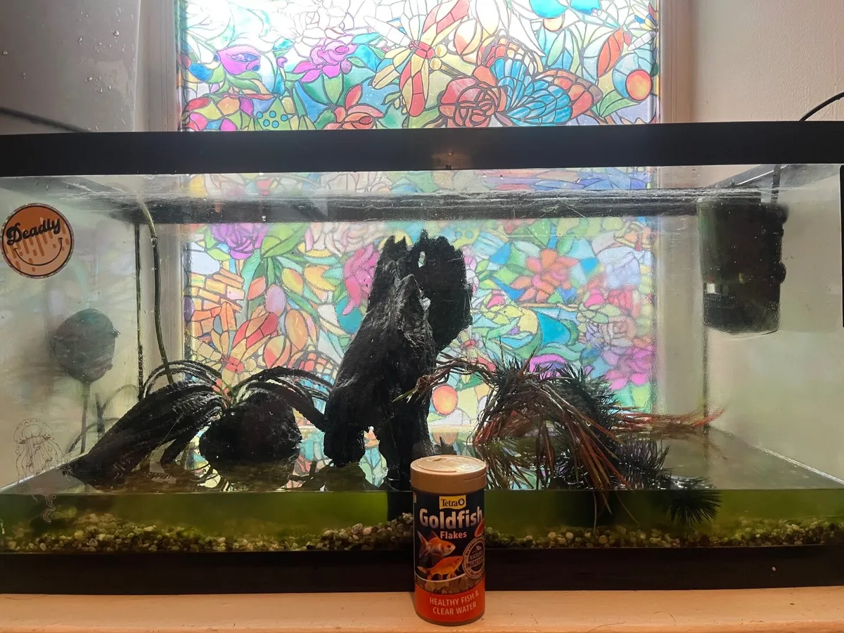 Fish Tank With Accessories - Image 1