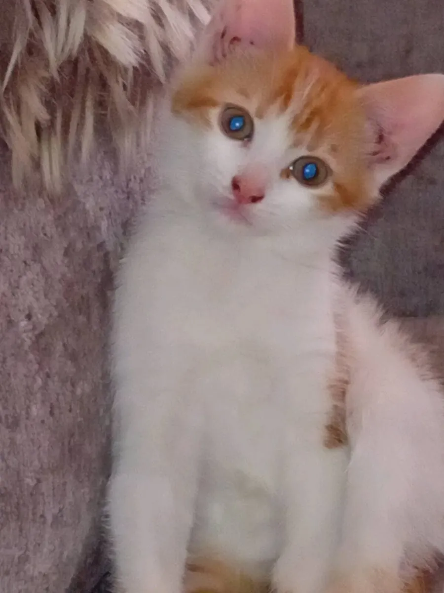 Male cat 10 weeks old. Litter trained. 1.00£ - Image 1