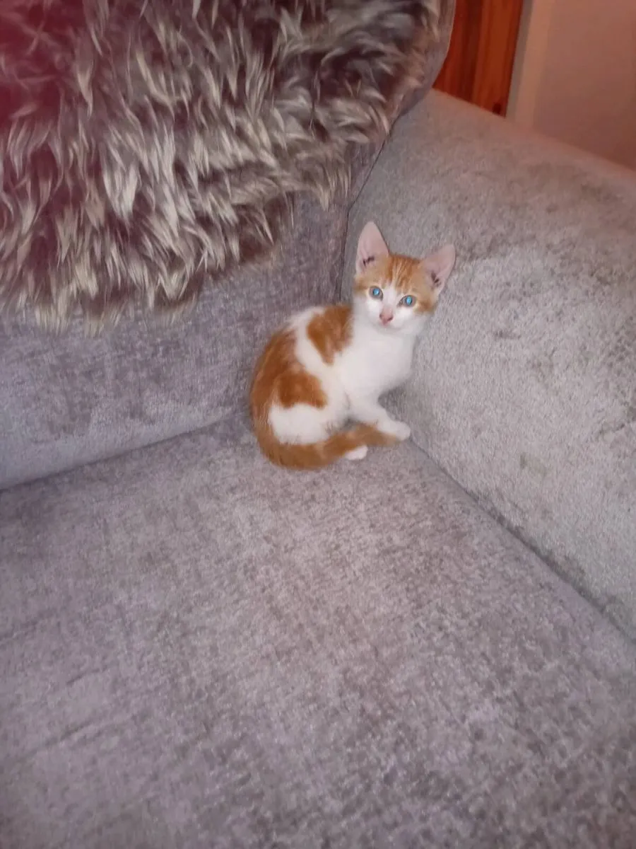 Male cat 10 weeks old. Litter trained. 1.00£ - Image 2