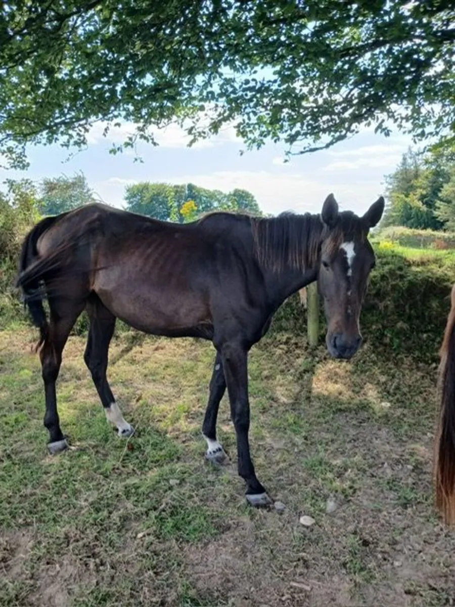Sport Horse - Image 2