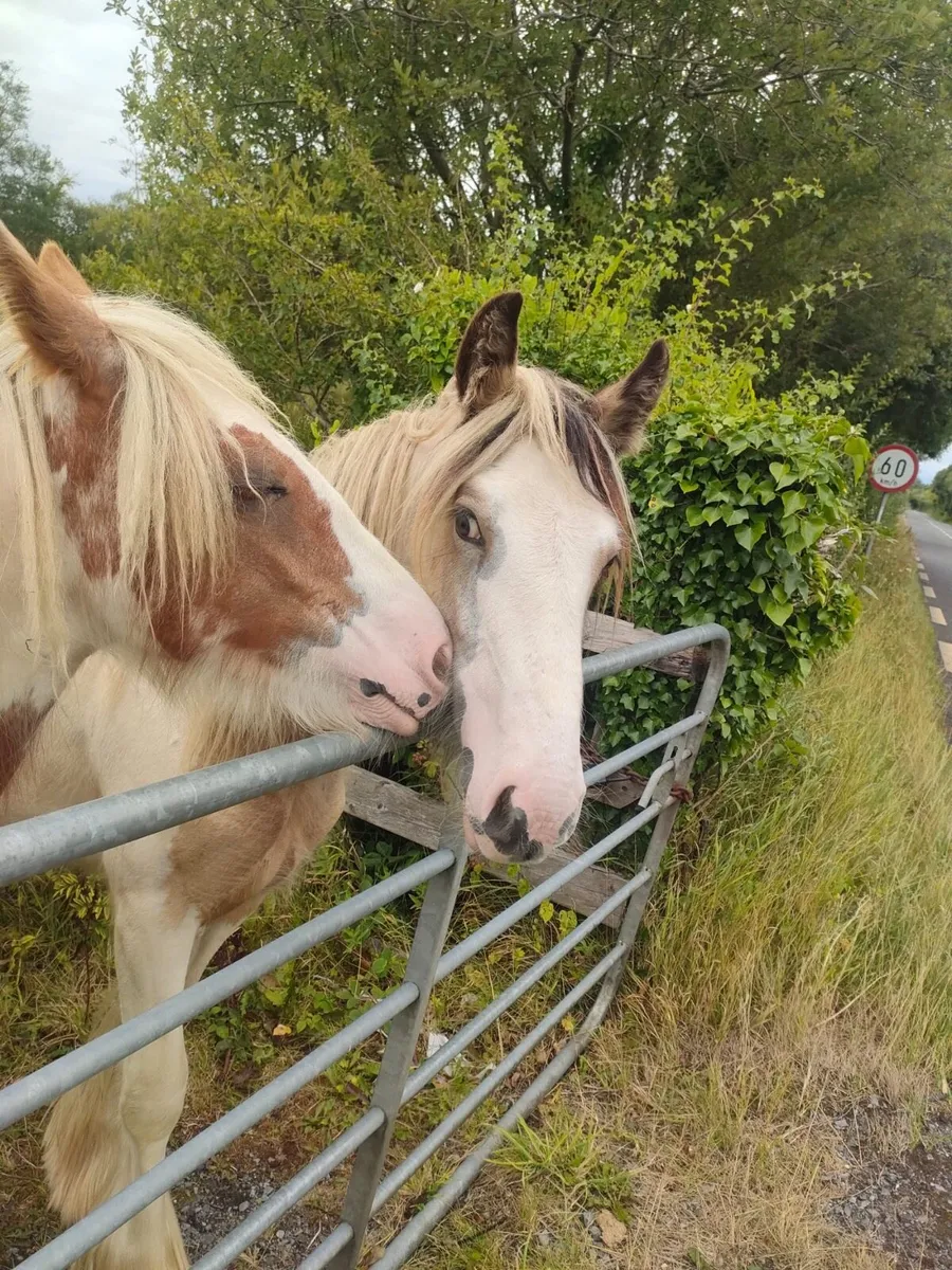 Heavy cob filly’s - Image 1