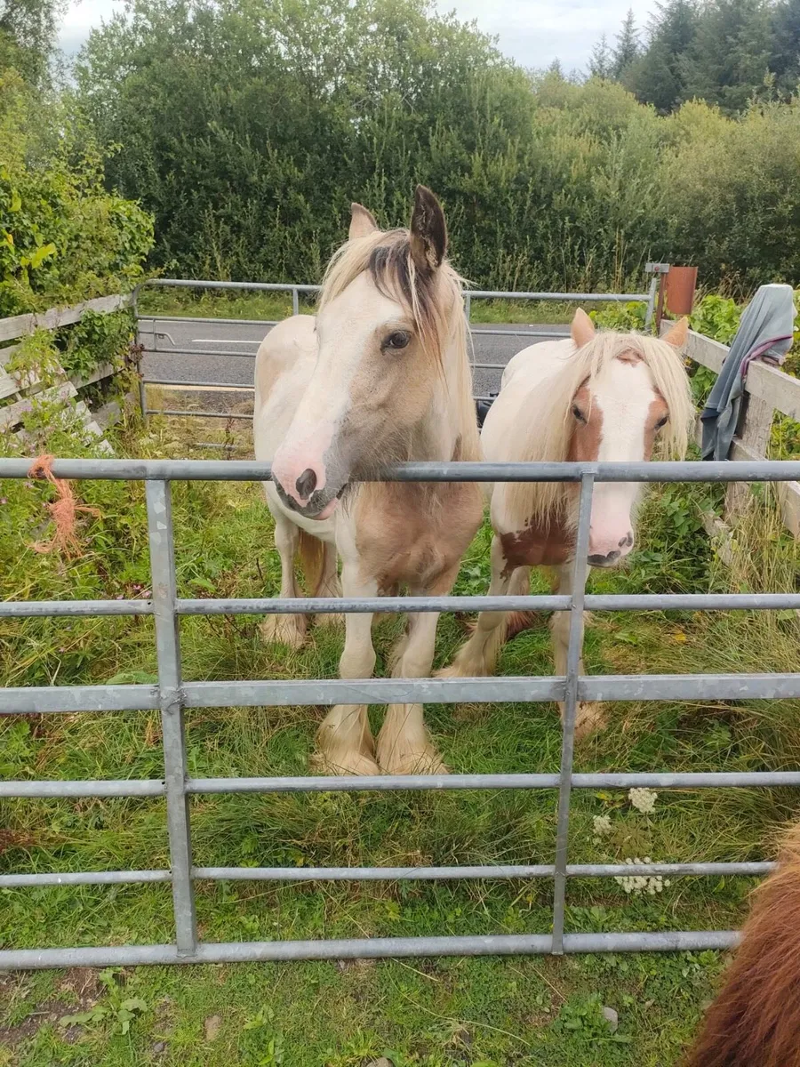 Heavy cob filly’s - Image 2